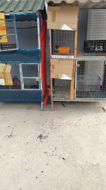 Chuồng nuôi kim loại 160x95x65cm. Mua bán Phụ kiện, Thức ăn, Dịch vụ tại Huyện Cần Giuộc Long An được đăng bởi Vĩnh Đạt hình 1