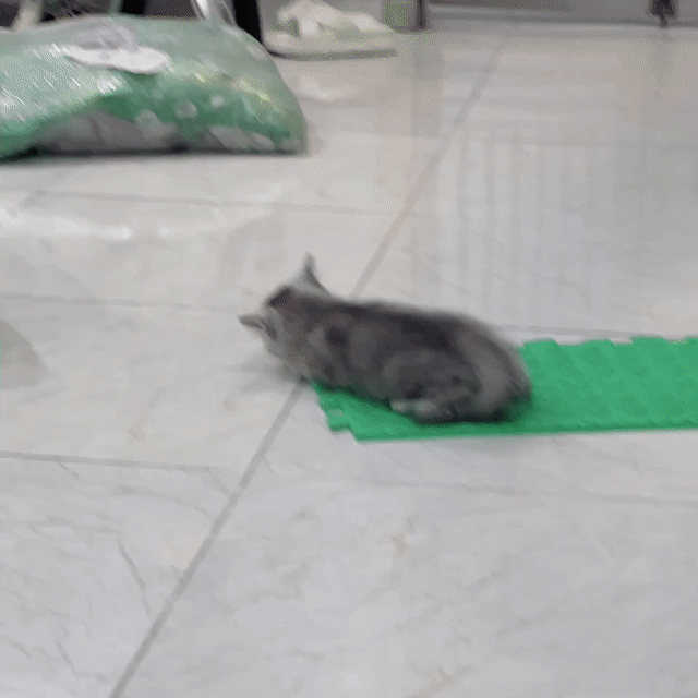Mèo Anh lông ngắn đực 2 tháng. Mua bán Mèo tại Quận Hà Đông Hà Nội được đăng bởi Hoa Tuyết hình 1