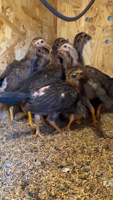 (Đã bán) Gà mái con F1, cha mẹ Hatch_Asil_Jap.... Mua bán Gà tại Huyện Hóc Môn Tp Hồ Chí Minh được đăng bởi Trại gà nhập  hình 1