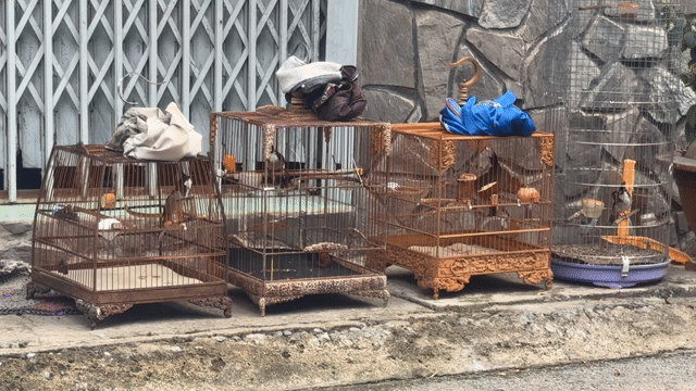 chào mào trống. Mua bán Chim tại Thành phố Thủ Đức Tp Hồ Chí Minh được đăng bởi Hanh Trần hình 1