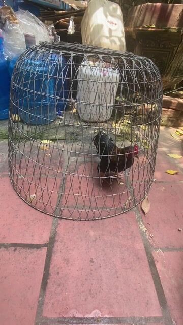 Gà tre ô đen cổ chuối 6.5 tháng. Mua bán Gà tại Huyện Hoài Đức Hà Nội được đăng bởi Nguyễn Văn Tưởng hình 1