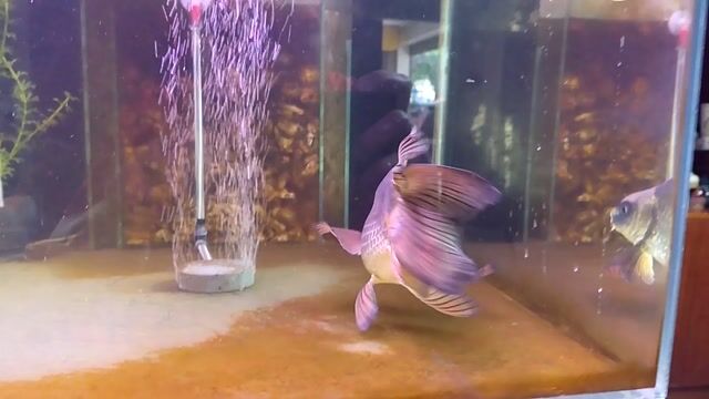 Cá chép sư tử Đồng đỏ trên 25cm. Mua bán Thú cưng khác tại Quận Cẩm Lệ Đà Nẵng được đăng bởi Hồ Duy Trung hình 1