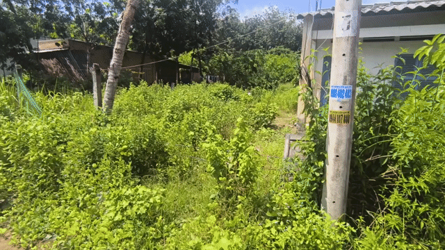 Mua bán Đất Huyện Tân Châu Tây Ninh diện tích 514 m² giá 1,2 tỷ