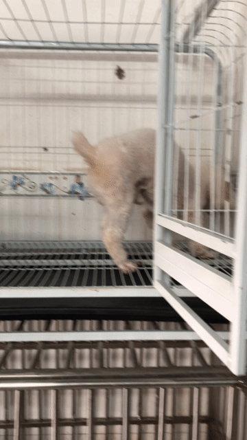 Chó poodle tiny đực giống 2 tuổi. Mua bán Chó tại Quận 8 Tp Hồ Chí Minh được đăng bởi Pé Heo hình 1