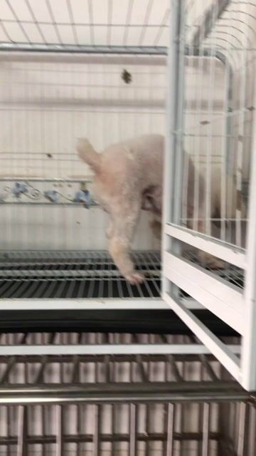Chó poodle tiny đực giống 2 tuổi. Mua bán Chó tại Quận 8 Tp Hồ Chí Minh được đăng bởi Pé Heo hình 1