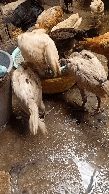 Gà Peru 3 tháng. Mua bán Gà tại Huyện Hóc Môn Tp Hồ Chí Minh được đăng bởi Nghị Ha hình 1