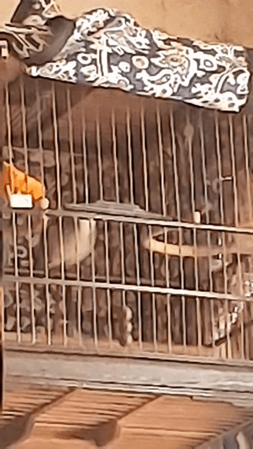 Chim chào mào đang thay lông. Mua bán Chim tại Quận Long Biên Hà Nội được đăng bởi NAM KHÁNH hình 1