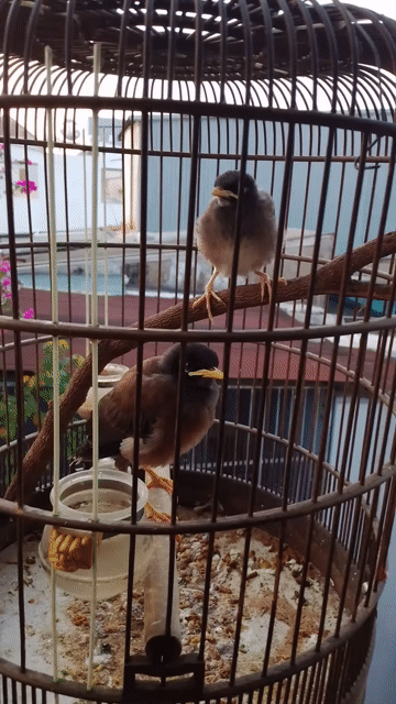 Chim Sáo nâu non 2 bé. Mua bán Chim tại Thành phố Biên Hòa Đồng Nai được đăng bởi lâm Khoa hình 1