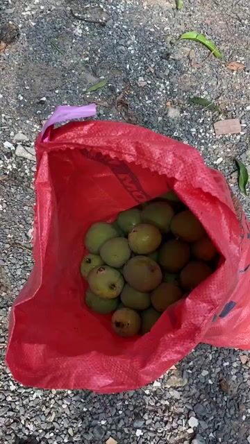 Xoài tròn Campuchia. Mua bán Đồ ăn, thực phẩm và các loại khác tại Huyện Tân Biên Tây Ninh được đăng bởi Tên chưa cung cấp hình 1