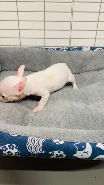 Chihuahua  nhỏ. Mua bán Chó tại Quận 8 Tp Hồ Chí Minh được đăng bởi Nguyễn Mạnh  hình 1