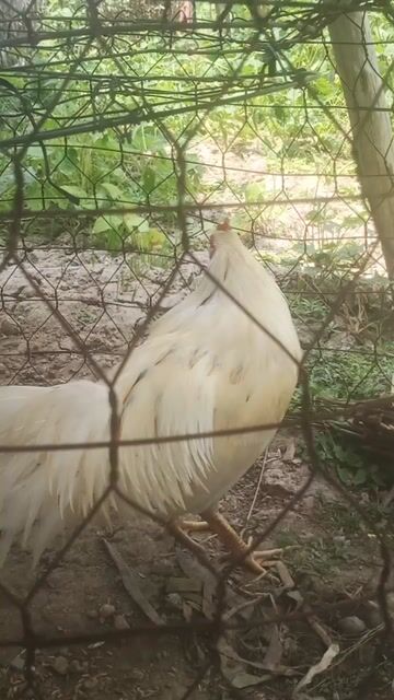 Can ban. Mua bán Gà tại Huyện Gò Quao Kiên Giang được đăng bởi tung hình 1