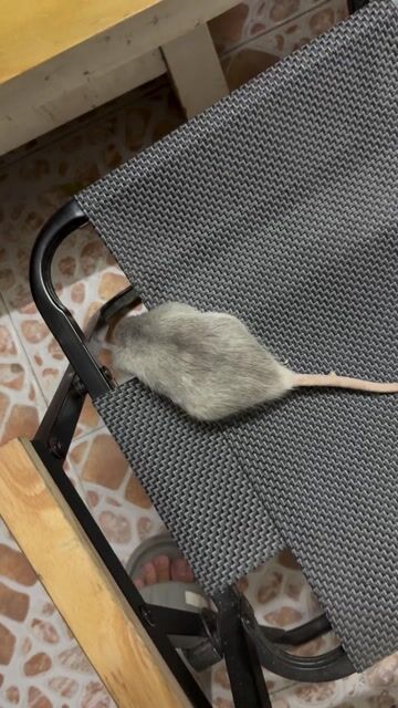 Chuột Dumbo 8 tháng Trắng xám. Mua bán Thú cưng khác tại Quận Đống Đa Hà Nội được đăng bởi Sang Bùi hình 1