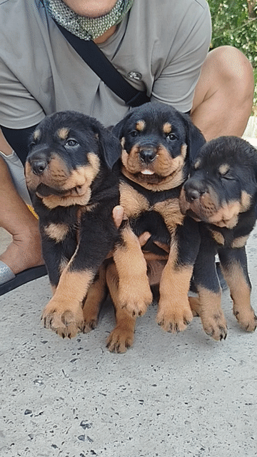 Chó Rottweiler Rambow cực khủng. Mua bán Chó tại Huyện Bình Chánh Tp Hồ Chí Minh được đăng bởi Anh nông dân da đen hình 1