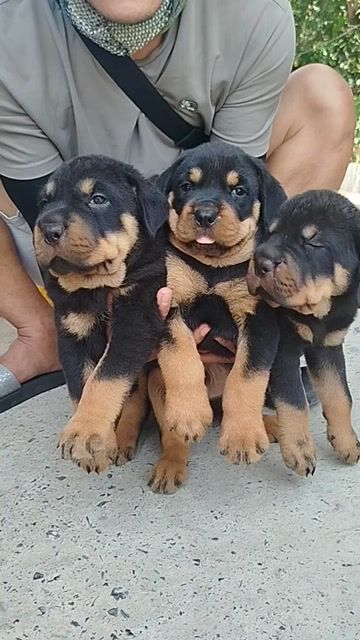 Chó Rottweiler Rambow cực khủng. Mua bán Chó tại Huyện Bình Chánh Tp Hồ Chí Minh được đăng bởi Anh nông dân da đen hình 1