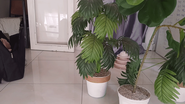 Chậu cây giả Bàng Singapore và Dừa. Mua bán Cây cảnh, đồ trang trí tại Quận 10 Tp Hồ Chí Minh được đăng bởi Numberoanh hình 1