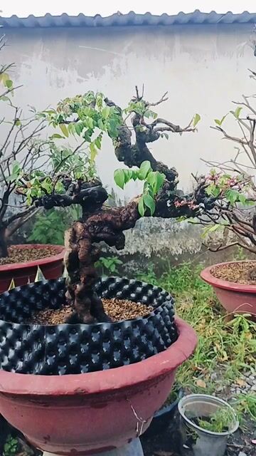 khế gân và sung cảnh. Mua bán Cây cảnh, đồ trang trí tại Thành phố Dĩ An Bình Dương được đăng bởi tandat hình 1