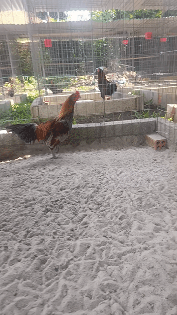 Gà trống xám 5kg. Mua bán Gà tại Huyện Định Quán Đồng Nai được đăng bởi Tuấn Nguyễn hình 1