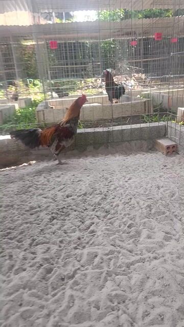 Gà trống xám 5kg. Mua bán Gà tại Huyện Định Quán Đồng Nai được đăng bởi Tuấn Nguyễn hình 1