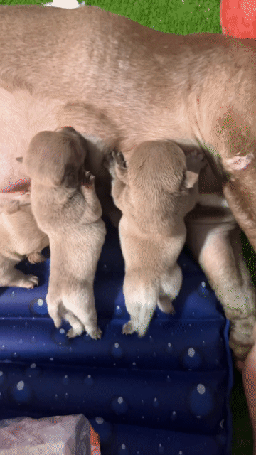 Chó Bully Đực Cái Lilac Choco. Mua bán Chó tại Huyện Bình Chánh Tp Hồ Chí Minh được đăng bởi tiến hình 1
