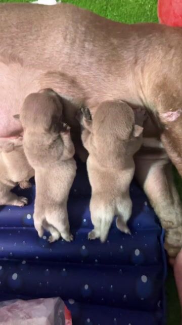 Chó Bully Đực Cái Lilac Choco. Mua bán Chó tại Huyện Bình Chánh Tp Hồ Chí Minh được đăng bởi tiến hình 1