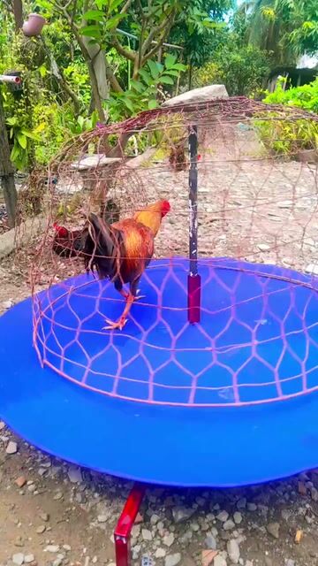 Bàn tập lực chiến kê. Mua bán Phụ kiện, Thức ăn, Dịch vụ tại Quận Bình Thuỷ Cần Thơ được đăng bởi Thành Cần Thơ hình 1