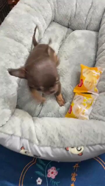Chó Chihuahua siêu mini nguồn gốc gen Nga. Mua bán Chó tại Quận Hoàng Mai Hà Nội được đăng bởi Nguyễn Bá Hiệp hình 1