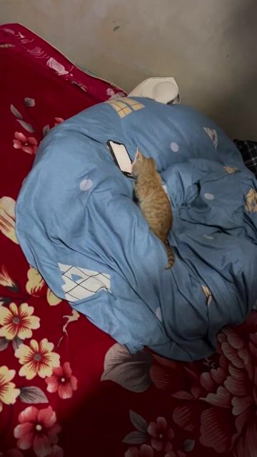 mèo maine coon tinh nghịch. Mua bán Mèo tại Huyện Phú Bình Thái Nguyên được đăng bởi Văn Quyến hình 1