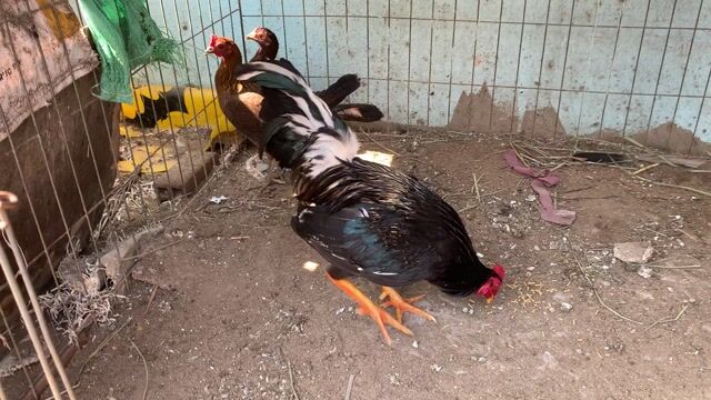 butcher. Mua bán Gà tại Huyện Cần Giuộc Long An được đăng bởi ba bích hình 1