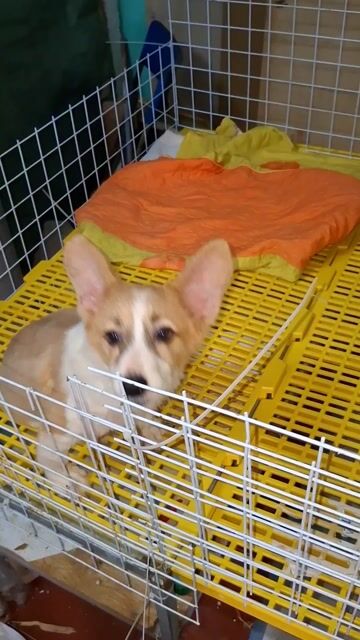 Chó Corgi vàng trắng. Mua bán Chó tại Quận Đống Đa Hà Nội được đăng bởi Tùng Lâm corgi hình 1