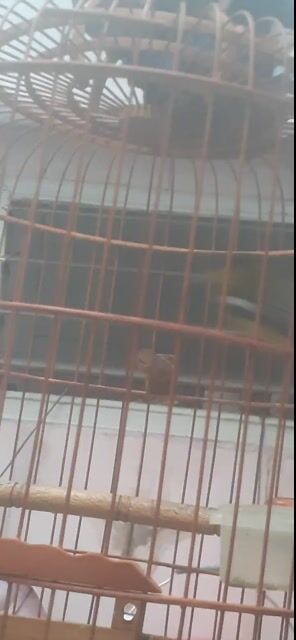 chim vàng nghệ thuộc.. Mua bán Chim tại Quận Bình Thạnh Tp Hồ Chí Minh được đăng bởi ngoc tan hình 1