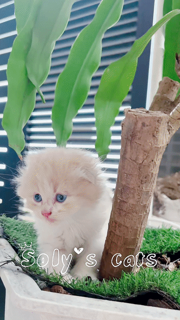 Mèo ALD tai cụp xinh xắn. Mua bán Mèo tại Huyện Hóc Môn Tp Hồ Chí Minh được đăng bởi SOLY CATS hình 1