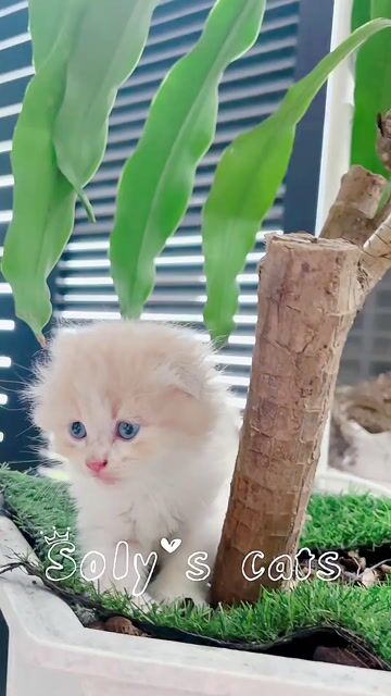 Mèo ALD tai cụp xinh xắn. Mua bán Mèo tại Huyện Hóc Môn Tp Hồ Chí Minh được đăng bởi SOLY CATS hình 1