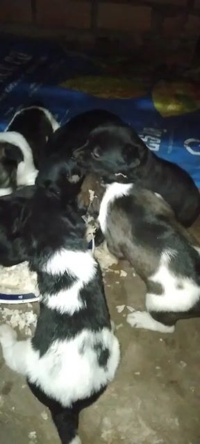 bầy chó đã biết ăn. Mua bán Chó tại Quận Ninh Kiều Cần Thơ được đăng bởi  Ngoc Sang hình 1