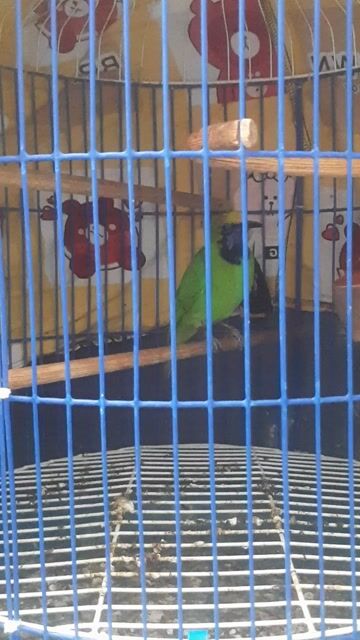 Tước VN để bàn hót.như cái máy tết về chia ae. Mua bán Chim tại Thành phố Thủ Đức Tp Hồ Chí Minh được đăng bởi bato hình 1