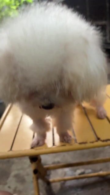 Chó Poodle Tiny Cup cái 11 tháng. Mua bán Chó tại Huyện Trảng Bom Đồng Nai được đăng bởi Vancuong hình 1