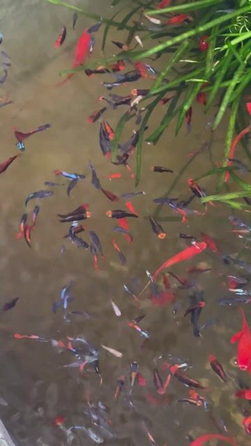 Cá 7 màu tạp đa dạng. Mua bán Thú cưng khác tại Thành phố Thủ Đức Tp Hồ Chí Minh được đăng bởi My Linh Quach hình 1