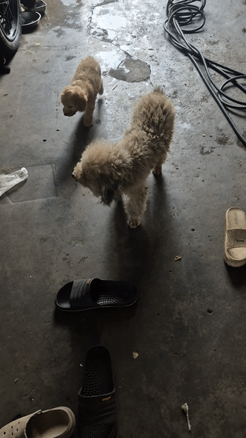 Chó Poodle nhỏ Nâu, Đen. Mua bán Chó tại Quận Bình Tân Tp Hồ Chí Minh được đăng bởi Bùi Tới  hình 1