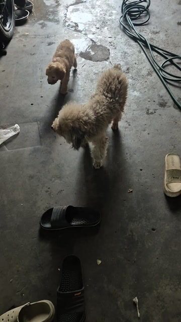 Chó Poodle nhỏ Nâu, Đen. Mua bán Chó tại Quận Bình Tân Tp Hồ Chí Minh được đăng bởi Bùi Tới  hình 1