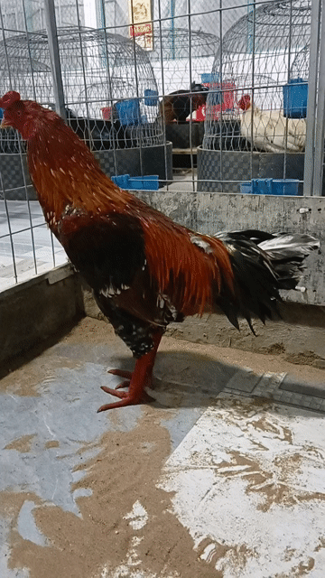 Gà chọi 3.2kg trống Nâu đen. Mua bán Gà tại Thành phố Sóc Trăng Sóc Trăng được đăng bởi Tiền Gà  hình 1