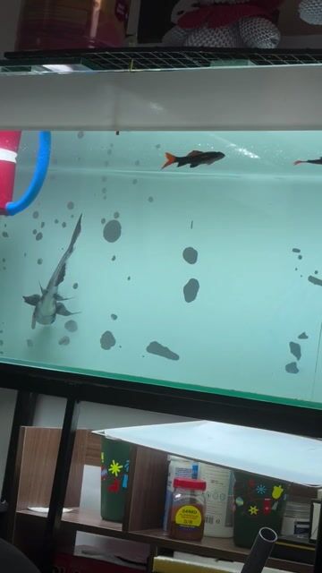 Cá cảnh Thành Cát Tư Hãn. Mua bán Thú cưng khác tại Quận 4 Tp Hồ Chí Minh được đăng bởi Chuyên Cá VIP Indo Hàng Hiếm hình 1