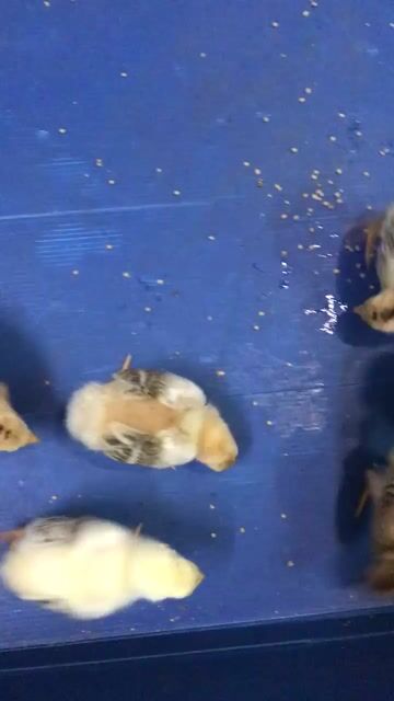 Gà con giống nhiều màu 1-2 tuần tuổi. Mua bán Gà tại Quận 12 Tp Hồ Chí Minh được đăng bởi Cửa Hàng Tiện Lợi hình 1