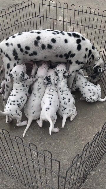 Chó Dalmatian Đốm đen trắng con. Mua bán Chó tại Huyện Quốc Oai Hà Nội được đăng bởi hoang cam hình 1