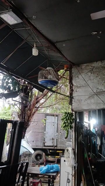 Mồi cây ae mua lại nhà đi tes thử. Mua bán Chim tại Thành phố Thuận An Bình Dương được đăng bởi A Gà hình 1