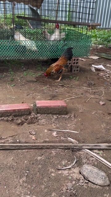 Tre bắc cú vàng. Mua bán Gà tại Thành phố Trà Vinh Trà Vinh được đăng bởi Trung Hiếu hình 1