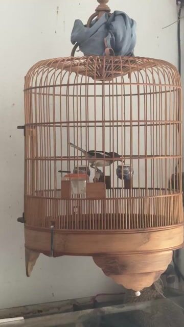 cả bộ Than mai non không tật lỗi. Mua bán Chim tại Quận 8 Tp Hồ Chí Minh được đăng bởi Nguyễn hoàng thành hình 1