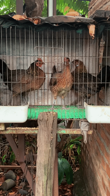 Gà mái Nâu vàng Cái 3 con. Mua bán Gà tại Huyện Buôn Đôn Đắk Lắk được đăng bởi Viet ga rung hình 1