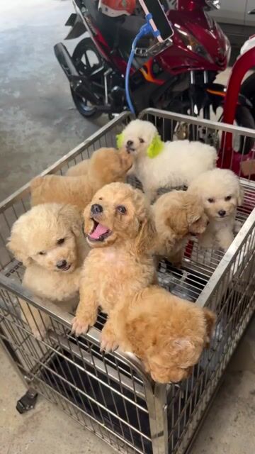 Chó Poodle tiny nhiều màu, xinh quá trời. Mua bán Chó tại Thành phố Biên Hòa Đồng Nai được đăng bởi Hai Mập hình 1