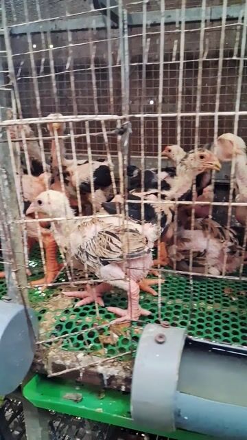 Gà giống 7.8 lạng đã tiêm vacxin đầy đủ❤️❤️❤️. Mua bán Gà tại Thành phố Thủ Đức Tp Hồ Chí Minh được đăng bởi chuyên cung cấp gà đông tảo thuần chủng  hình 1