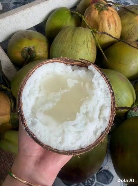 Dừa sáp Cầu Kè Chính gốc. Mua bán Đồ ăn, thực phẩm và các loại khác tại Huyện Tiểu Cần Trà Vinh được đăng bởi hồng thị Ngọc ly hình 1
