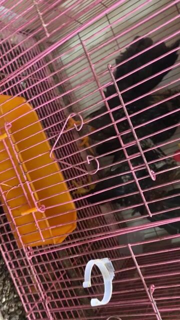 Gà Serama Đực Khỏe mạnh. Mua bán Gà tại Thành phố Thủ Đức Tp Hồ Chí Minh được đăng bởi Mua Ban Lens may anh gia re Thu Duc hình 1